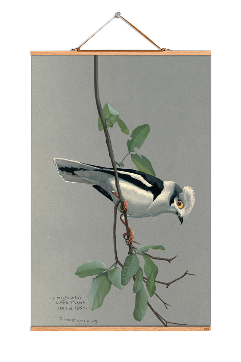 Louis Agassiz Fuertes Poster: Illustration eines grauen Vogels auf einem Ast mit grünen Blättern.