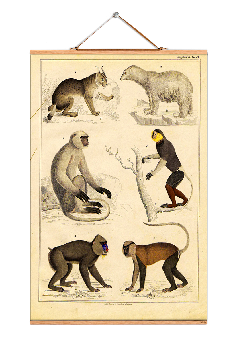 Animals Poster No 04 mit Illustrationen von Bär, Luchs und verschiedenen Affenarten. Vintage Wanddeko.