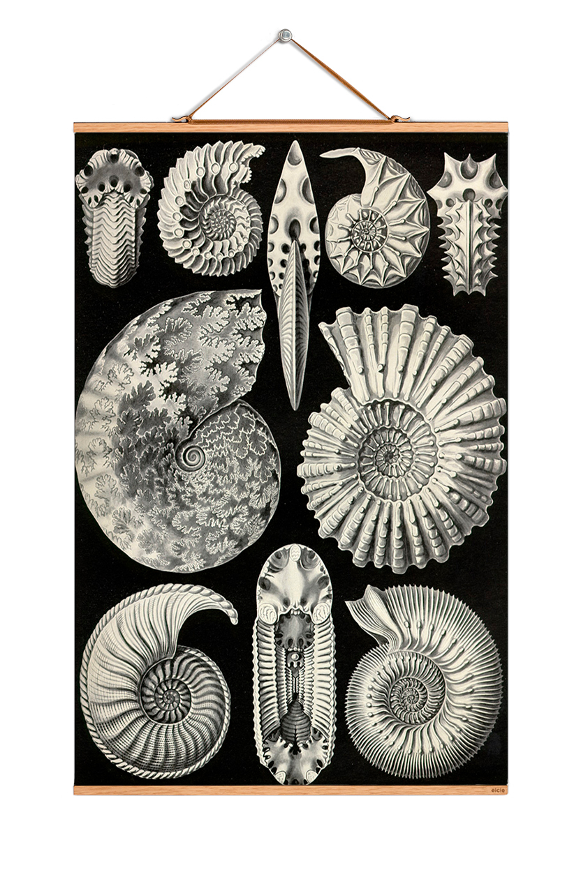 Ernst Haeckel Poster: Illustration verschiedener Fossilien, Ammoniten und Nautiliden auf schwarzem Hintergrund.