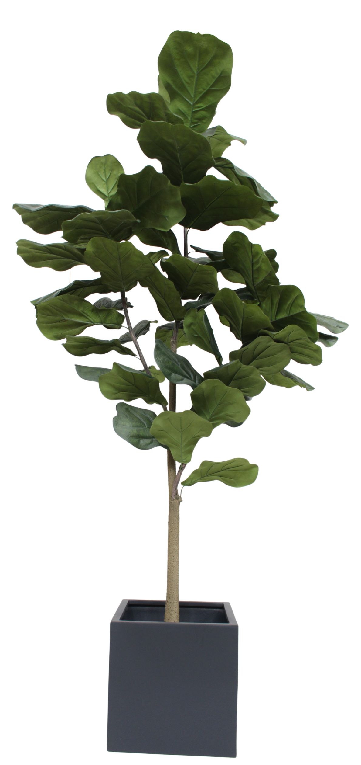 Kunstpflanze Taiga Lyrata Baum mit großen, grünen Blättern in modernem Topf.