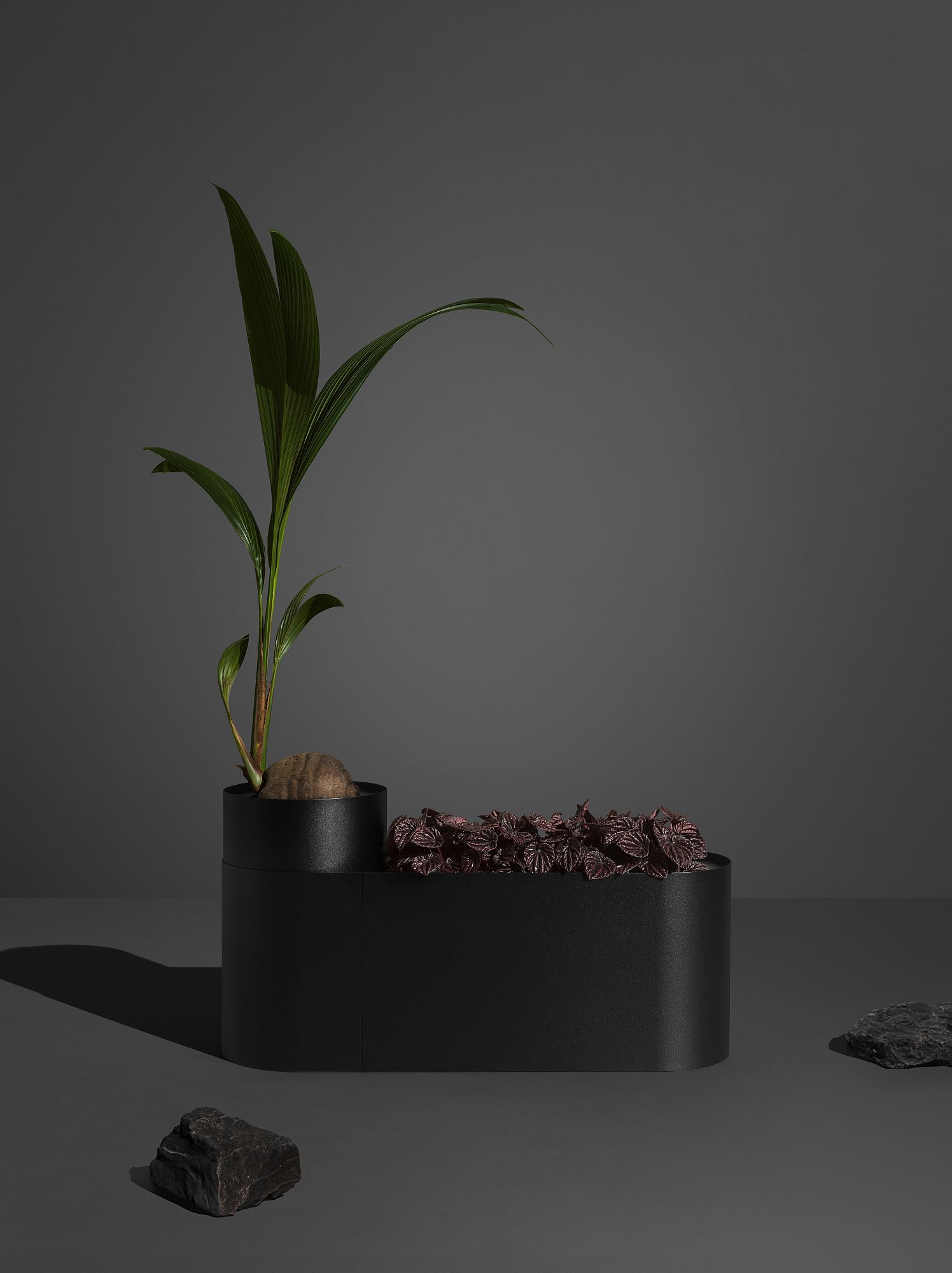 Schwarze Plant Here Pflanzenbox mit grüner Pflanze und rotem Blattschmuck, minimalistisches Design.