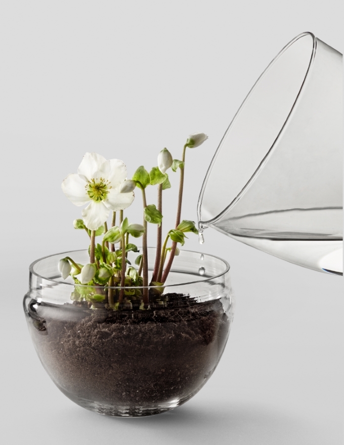 Grow XL Gewächshaus: Glasgefäß mit Pflanze wird bewässert. Mini-Gewächshaus für Zimmerpflanzen.