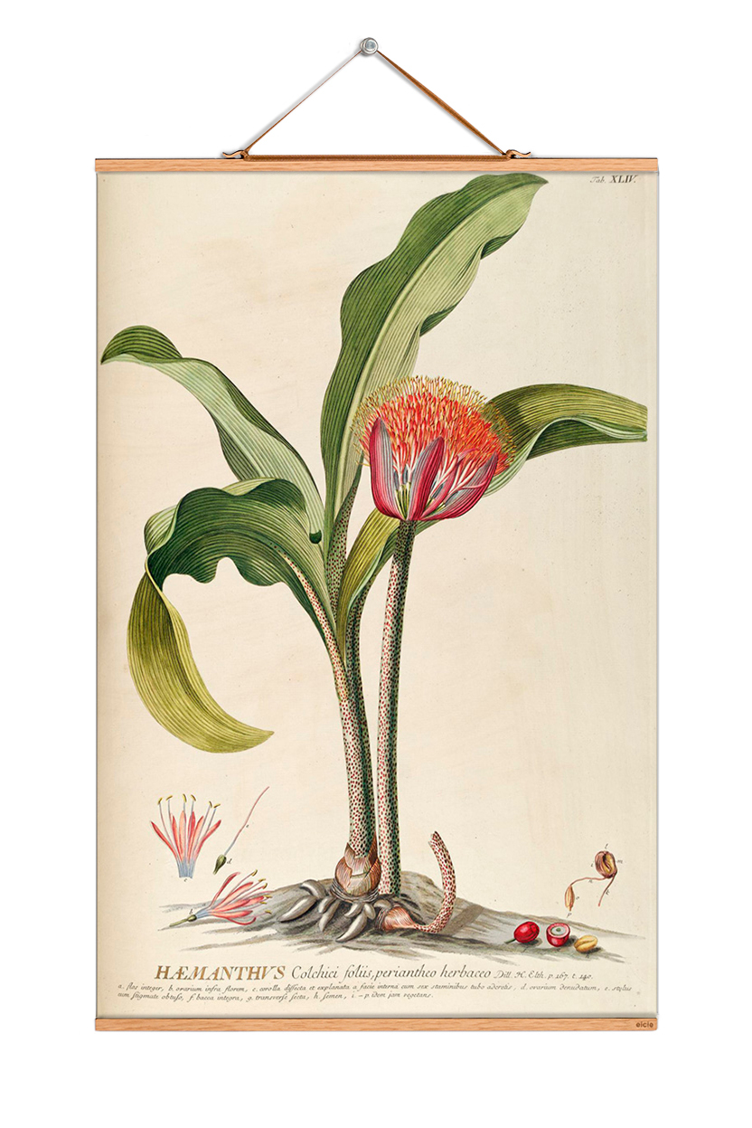 Flowers Poster: Detailreiche Illustration einer Hemanthus-Pflanze mit roten Blüten und grünen Blättern.
