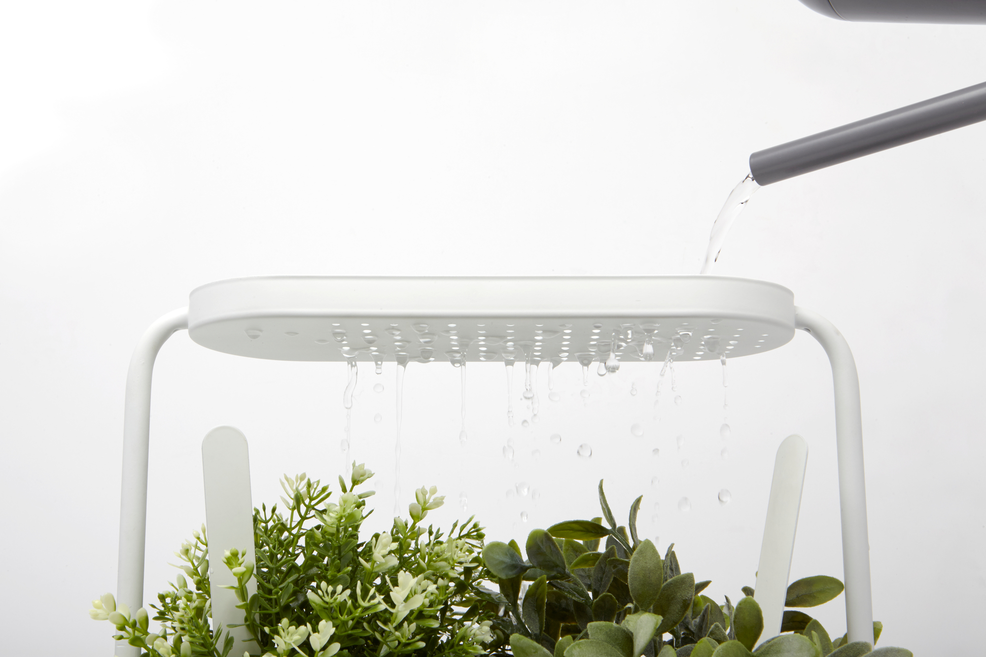 Giardino Planter: Bewässerung des Kräutertopfs mit Gießkanne, Zimmerkräuter im weißen Pflanzgefäß.