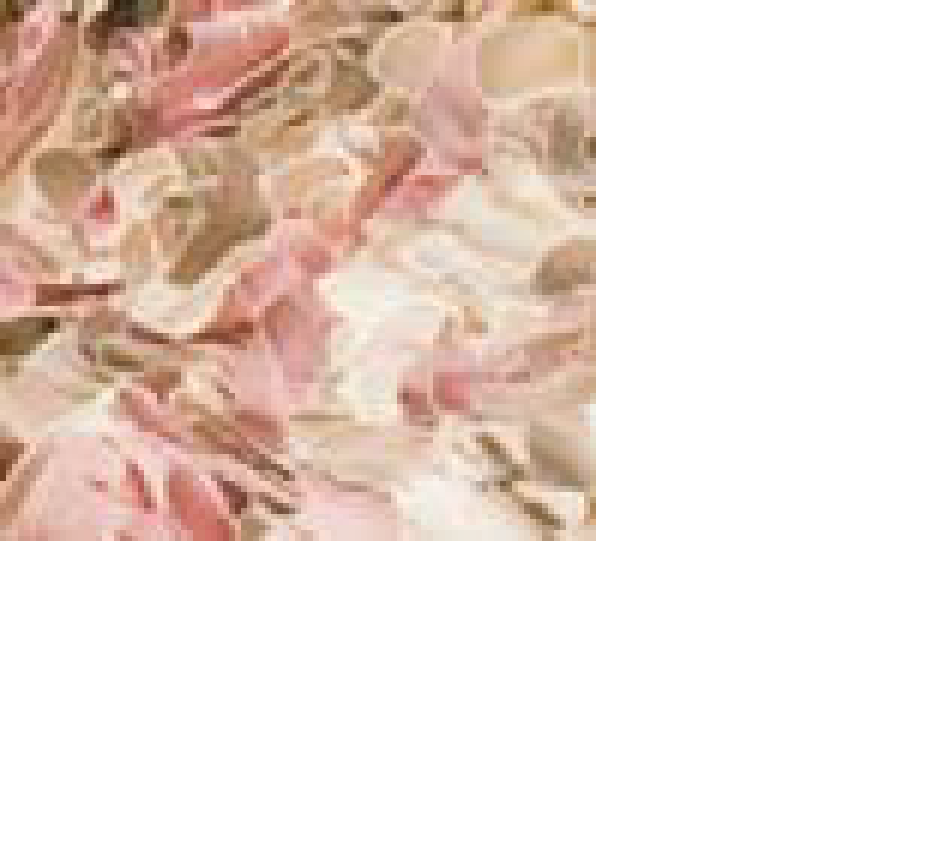 Blüten weiß, beige, lachsrot / Rücken beige