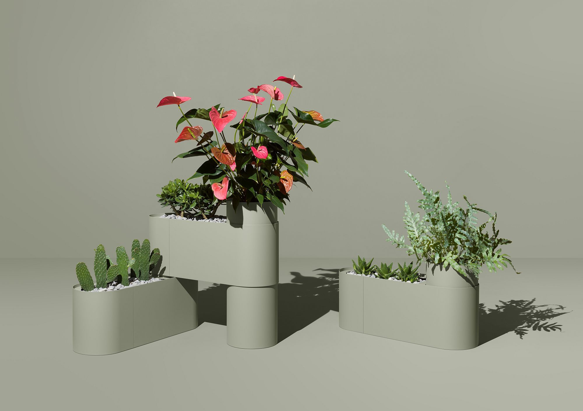 Plant Here Mizetto Pflanzenboxen mit Kakteen, Anthurien und Farnen in modernem Design.