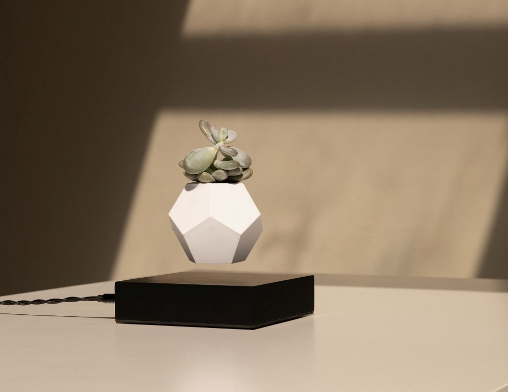 Lyfe schwebende Vase mit Sukkulente, Ahorn schwarz, magnetische Levitation, modernes Wohndekor.