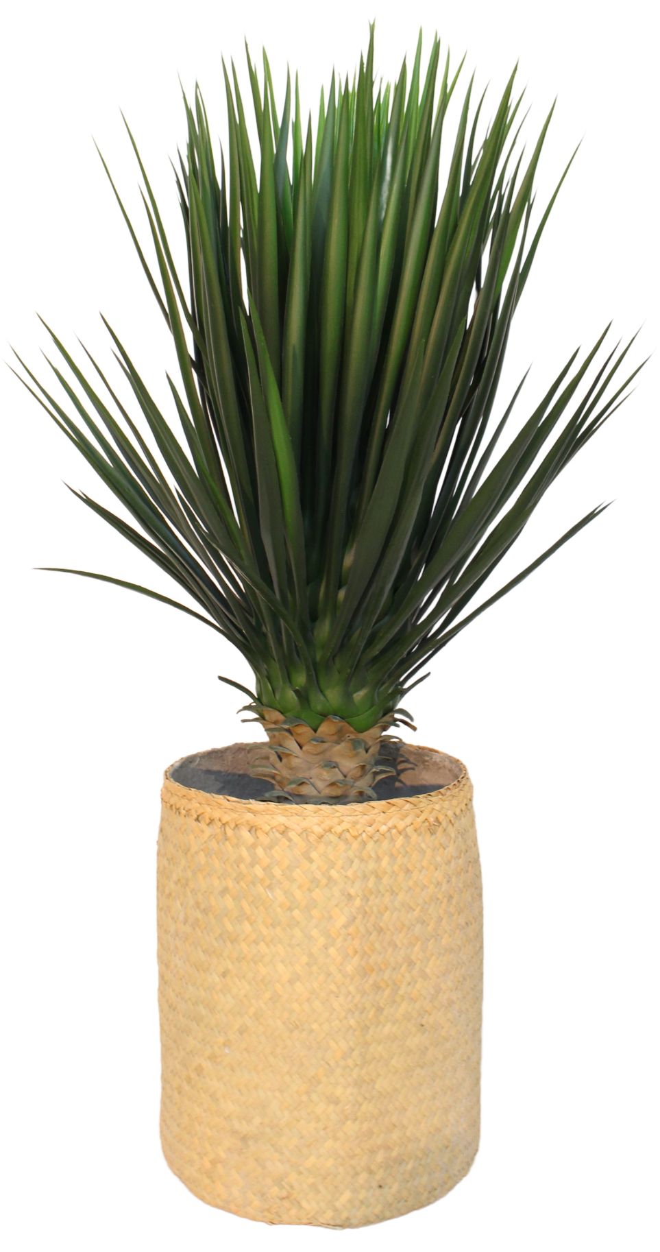 Nahaufnahme der Nairobie Yucca Kunstpflanze im geflochtenen Topf, ideal für die Dekoration.