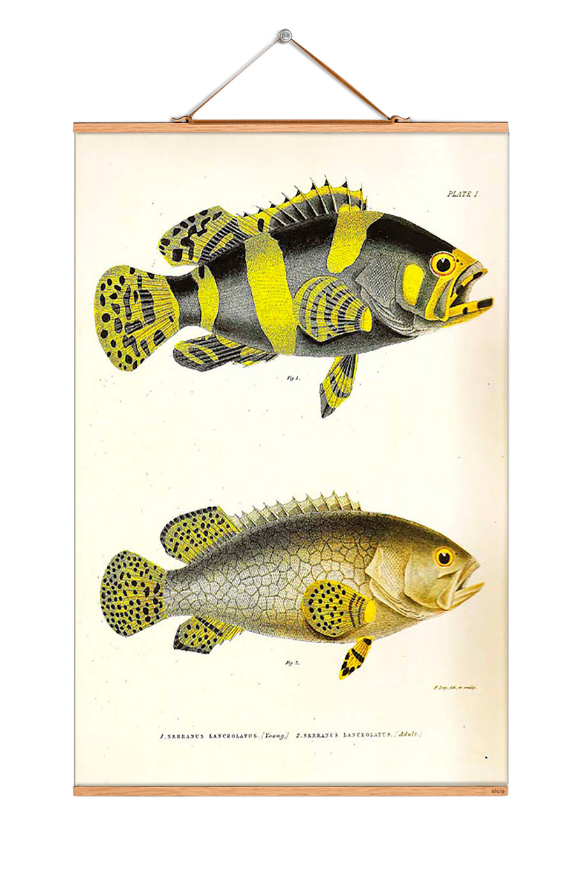 Fish Poster No 66: Illustration von zwei Fischen, Vintage Wandbild für maritime Dekoration.