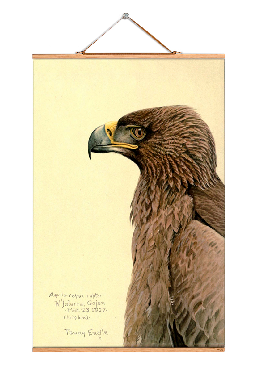Louis Agassiz Fuertes Poster: Detailreiche Illustration eines Tawny Eagle, Vogelkunde Kunstdruck.