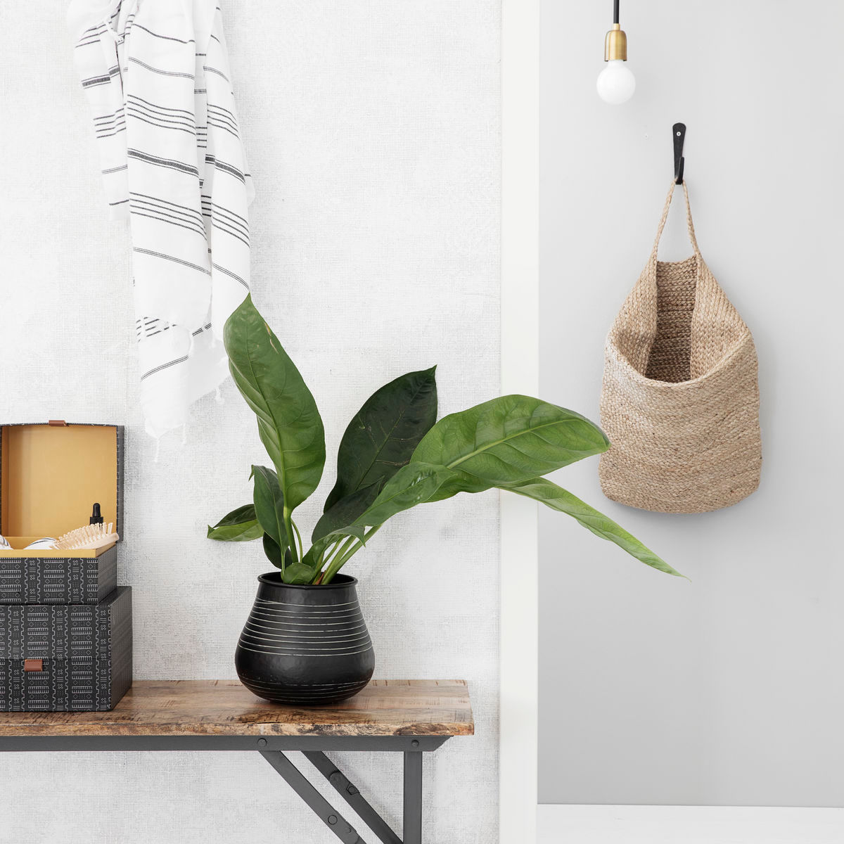 Schwarzer Stribe Blumentopf von House Doctor mit Zimmerpflanze auf rustikaler Holzkonsole. Dekorative Inneneinrichtung.