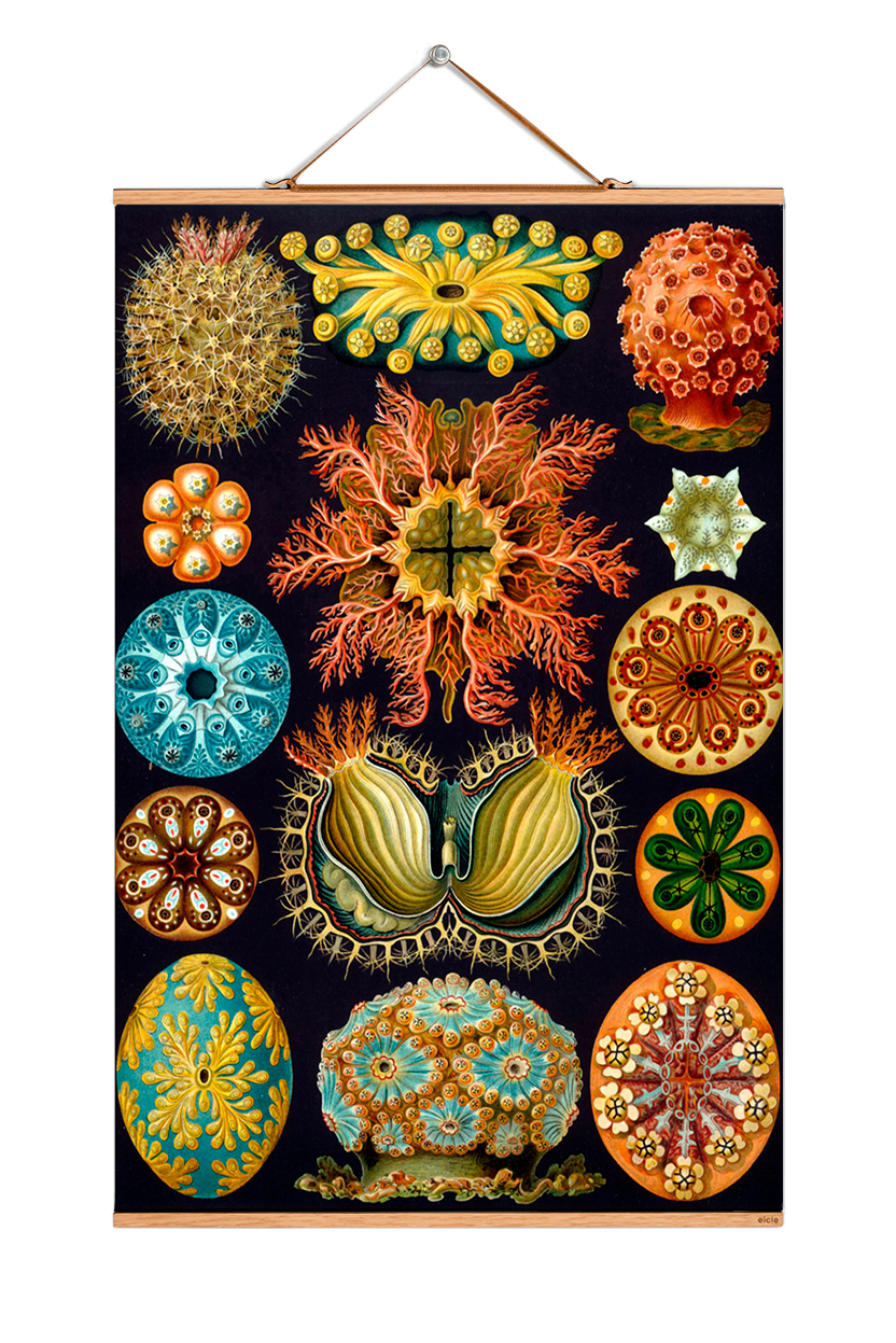 Poster mit Haeckel-Motiven: Illustrationen von Meeresorganismen, Vintage-Druck für Wanddekoration, Kunstdruck.