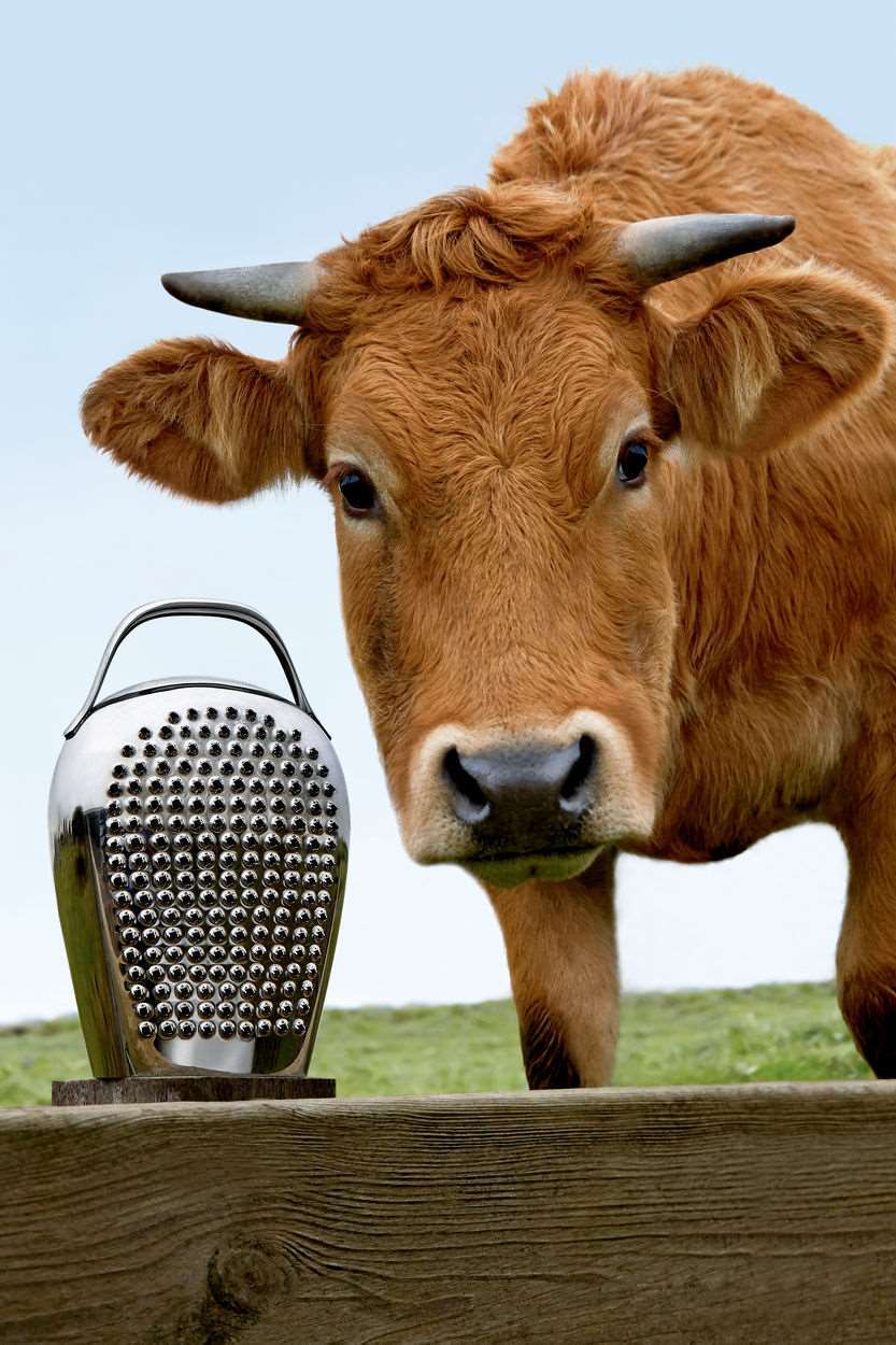 Alessi Käsereibe CHB02 "Cheese Please" neben einer neugierigen braunen Kuh auf einer Weide.