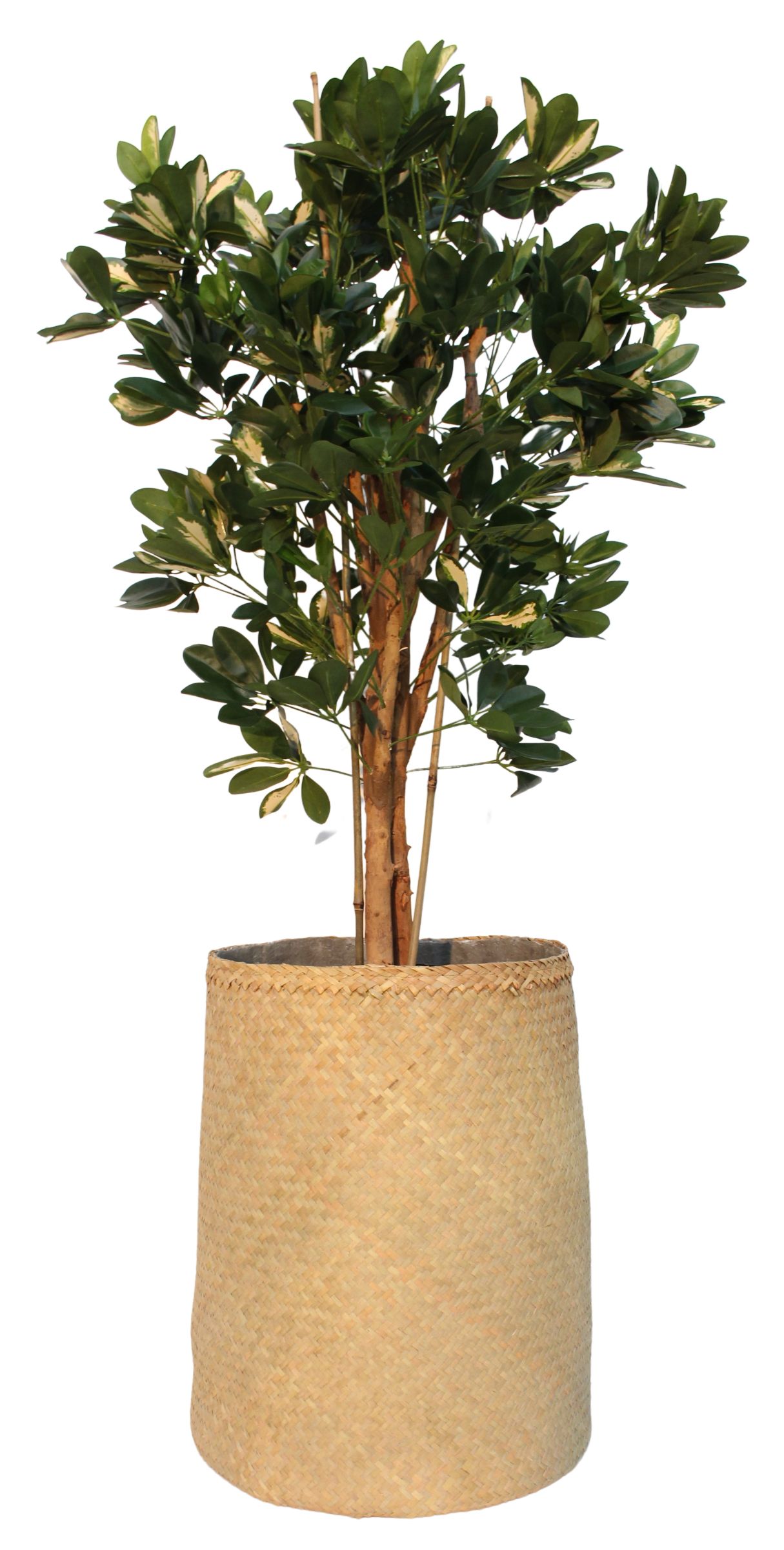 Nairobie Schefflera Kunstpflanze Tanaman im geflochtenen Korb, Zimmerpflanze für die Dekoration im Innenbereich.