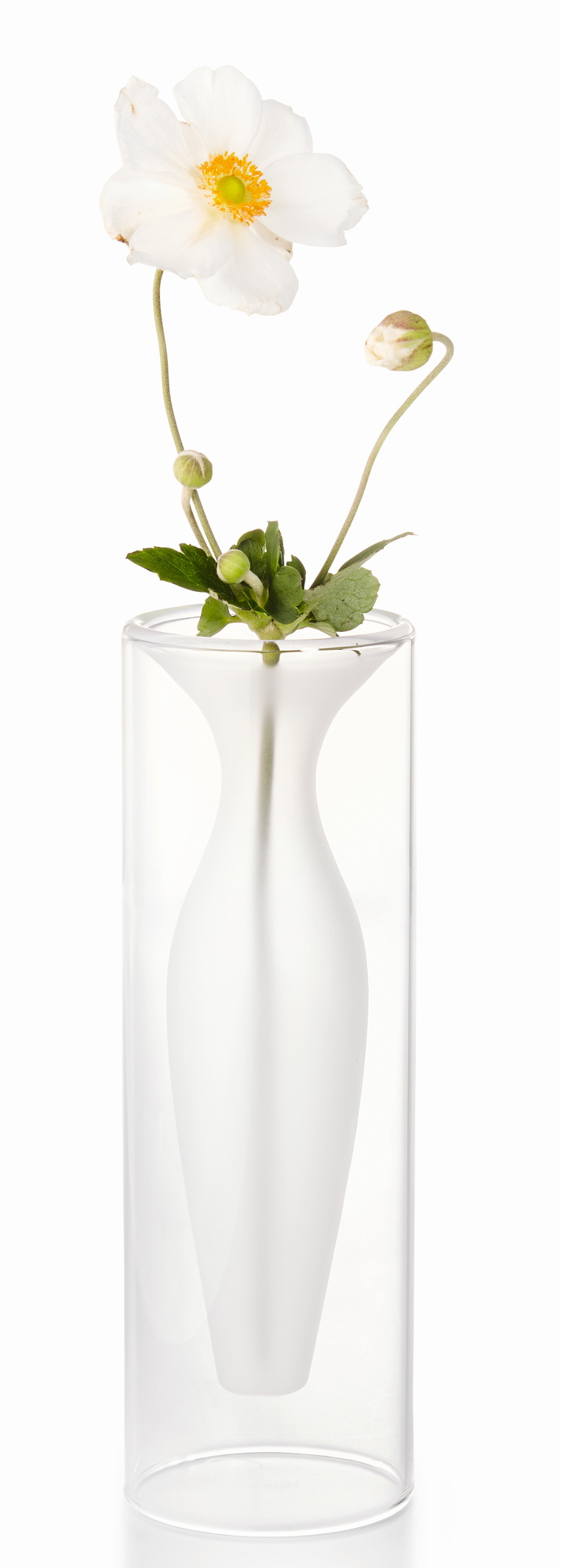 Esmeralda Vase von Philippi: Elegante Glasvase mit weißer Innenvase und zarter, weißer Blüte.