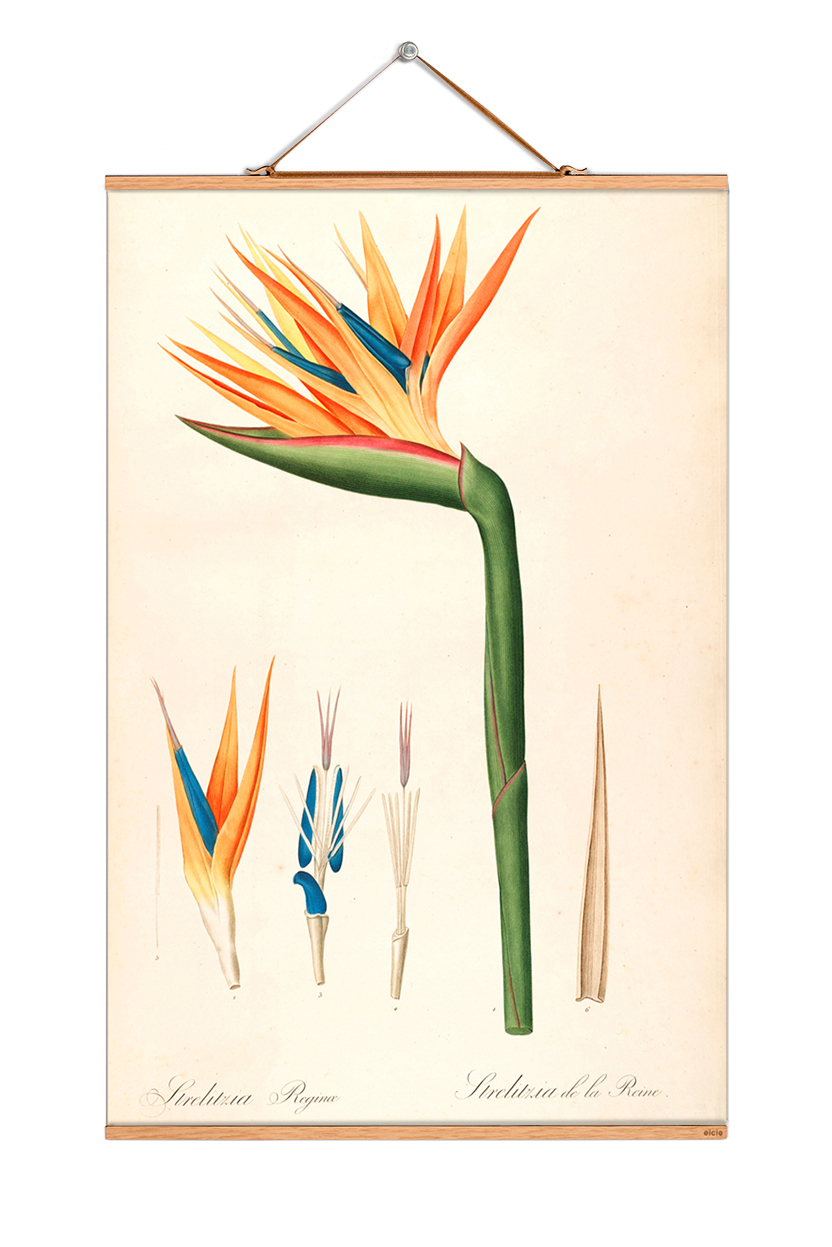 Flowers Poster No 41: Illustration einer Strelitzie, botanischer Kunstdruck für Wanddekoration und Wohnaccessoires.