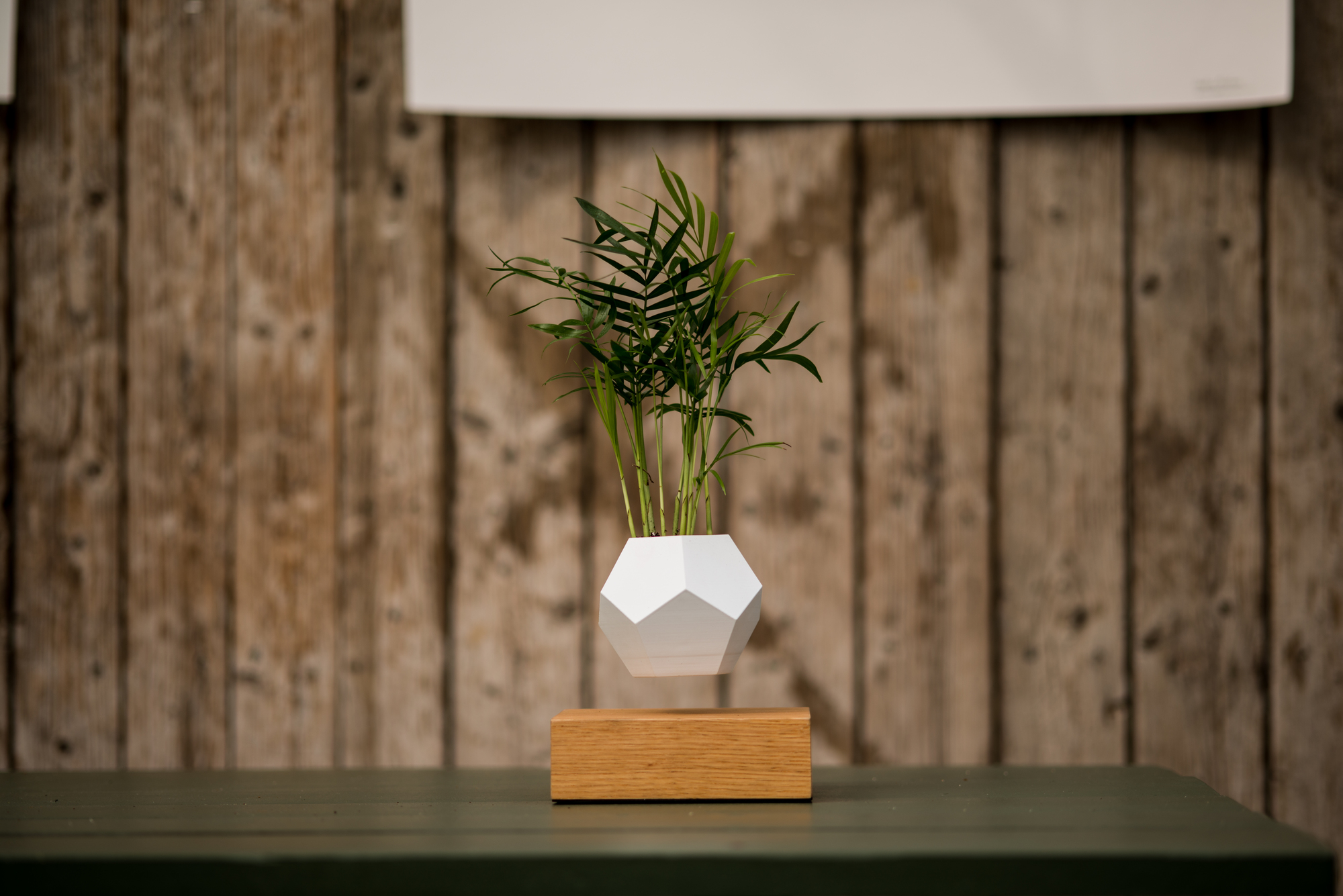 Lyfe schwebende Vase mit Pflanze schwebt über Holzsockel. Dekorative Zimmerpflanze für modernes Interieur.