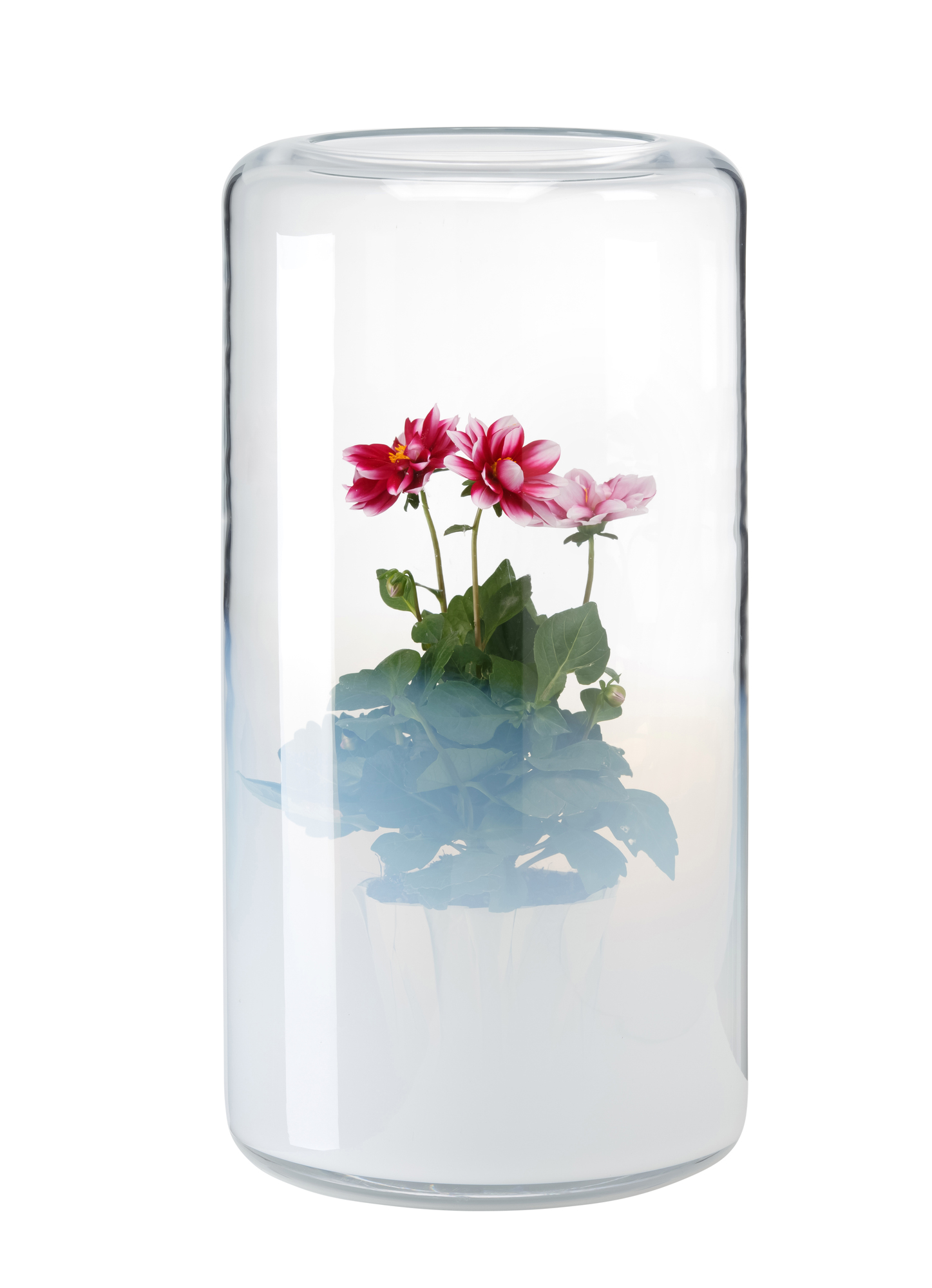 Glasvase Glasgow mit rosa Dahlien, moderne Blumenvase für stilvolle Dekoration.