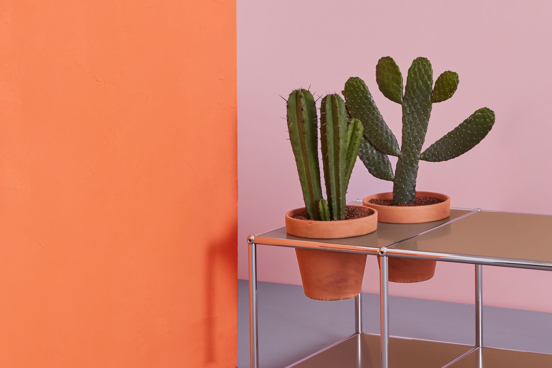 Zwei Kakteen auf Pflanzenwelten Beistelltisch, modernes Designmöbel für Wohnzimmer und Büro.