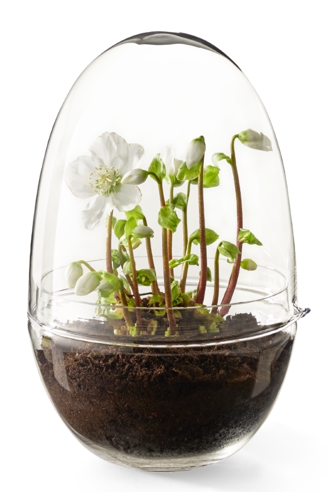 Grow XL Gewächshaus von Design House Stockholm mit weißen Blüten unter einer Glasglocke.