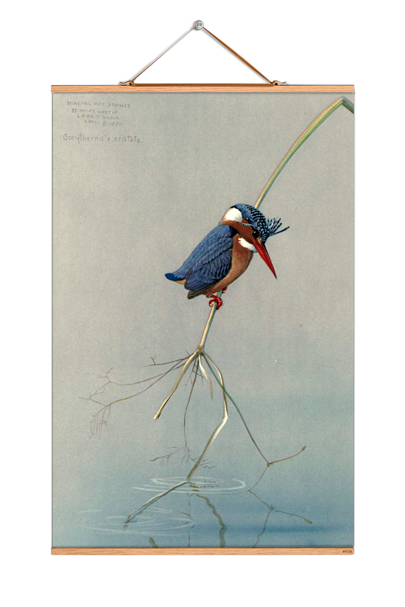 Louis Agassiz Fuertes Poster: Illustration eines Eisvogels auf einem Zweig über Wasser. Vogelbild.