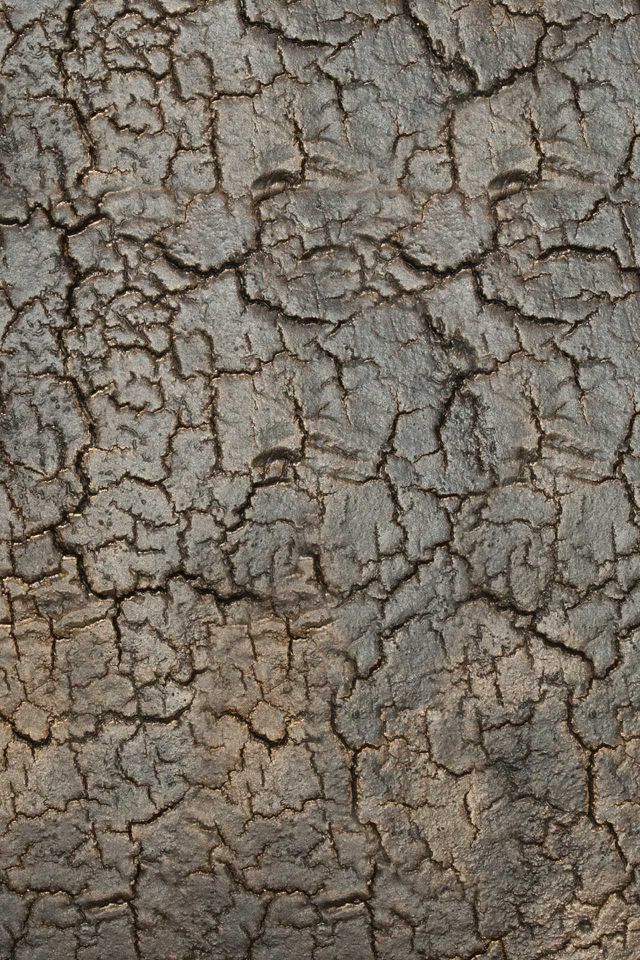 Detailaufnahme der Holzoberfläche des Ethnicraft Triptic Beistelltisch Whisky mit feinen Rissen und Maserung.