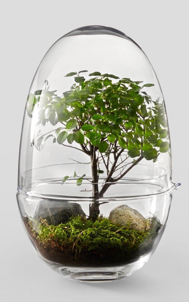 Grow XL Gewächshaus von Design House Stockholm mit Pflanze, Moos und Steinen unter Glasglocke.