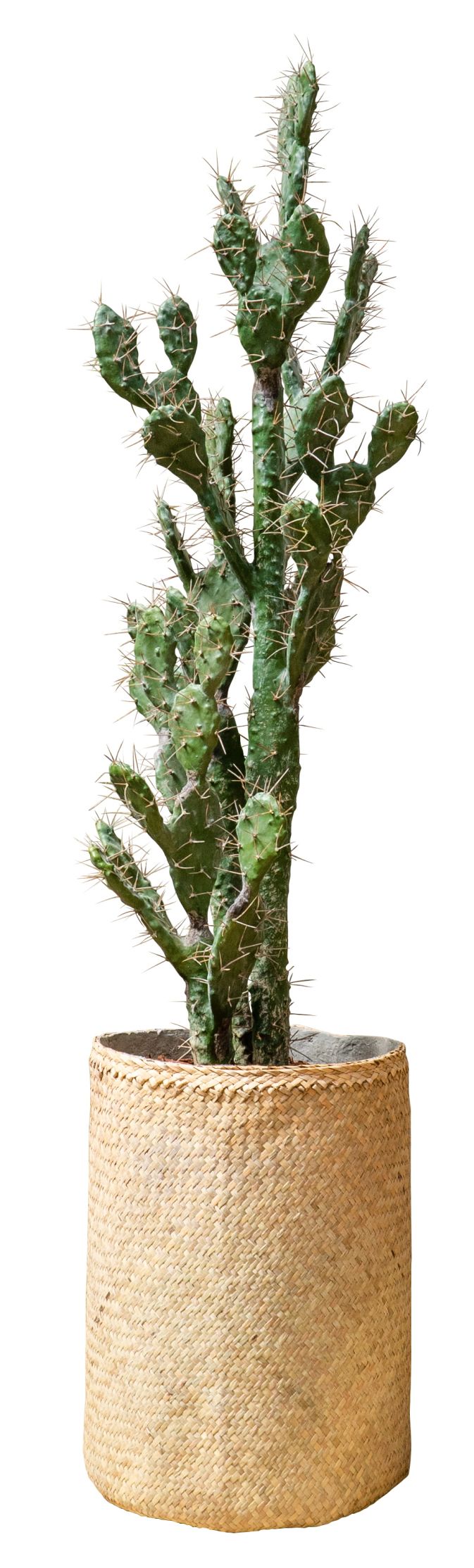 Nairobie Kaktus Kunstpflanze im geflochtenen Topf. Dekorative Zimmerpflanze, pflegeleichter Kaktus für Zuhause.