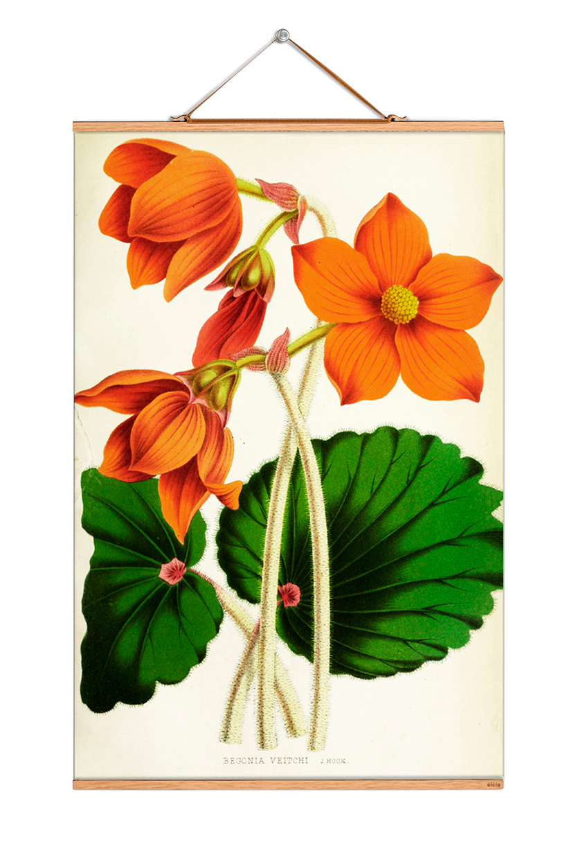 Flowers Poster: Detailreiche Illustration oranger Begonienblüten und grüner Blätter, gerahmt als Wandbild.