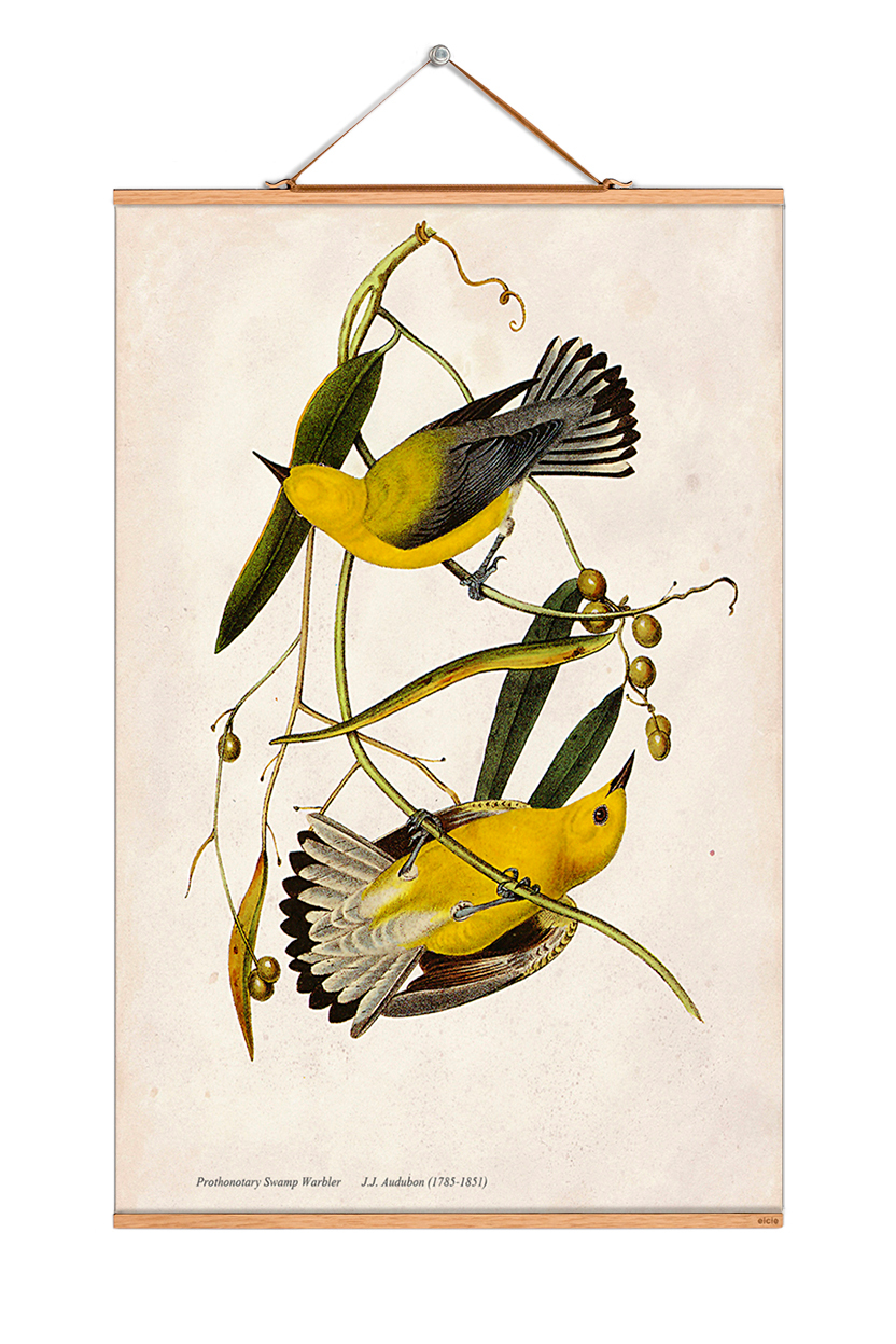 John James Audubon Poster: Illustration zweier Gelbwaldsänger auf einem dekorativen Wandposter.