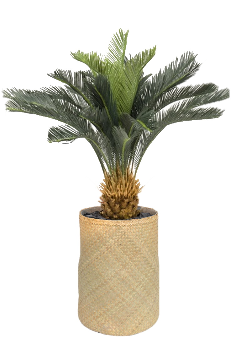 Nairobie Cyscas (Cycas) Kunstpflanze Tanaman