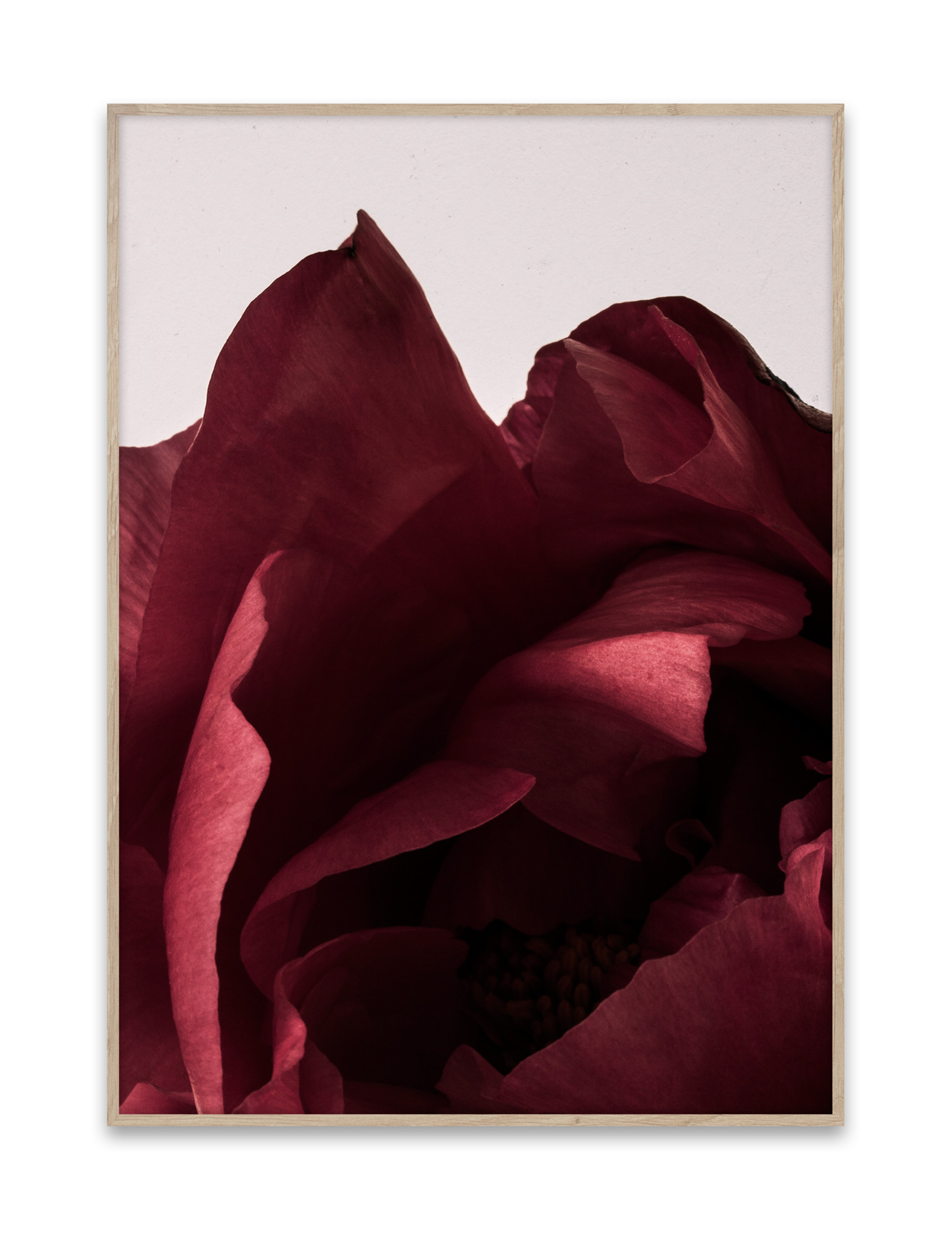 Gerahmtes Peonia Poster: Nahaufnahme einer roten Pfingstrose, moderne Wandkunst für Wohnzimmer und Schlafzimmer.