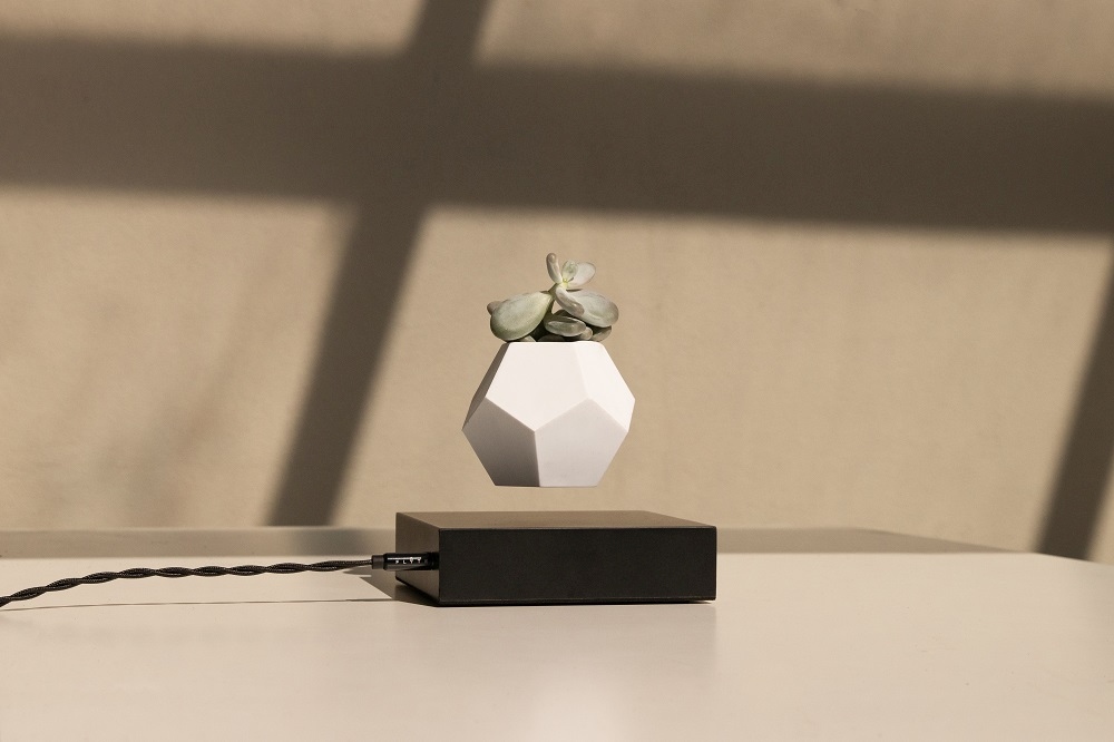 Lyfe schwebende Vase mit Sukkulente, Ahorn schwarz, EINZELSTÜCK. Dekorative, magnetisch schwebende Pflanzvase.