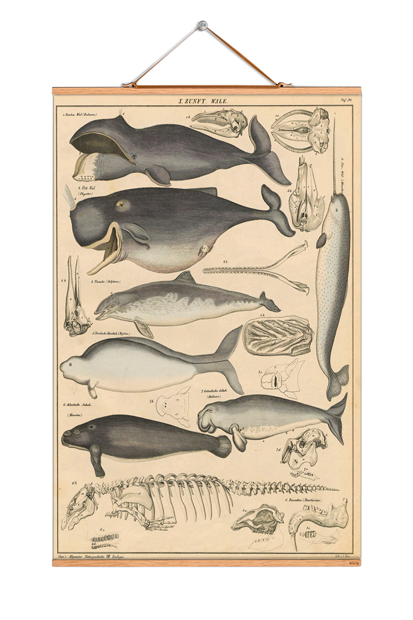 Animals Poster No 16: Vintage Illustration verschiedener Wale, Delfine und Meeressäuger auf Leinwand. Wanddeko für Wohnzimmer.
