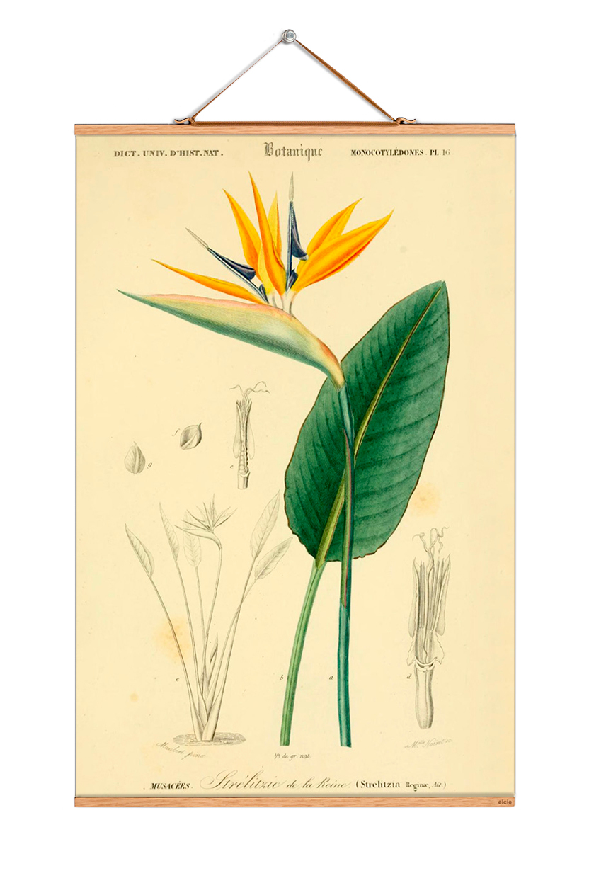 Flowers Poster No 191: Illustration einer Strelitzie, botanische Zeichnung, Vintage Wanddeko, EINZELSTÜCK.
