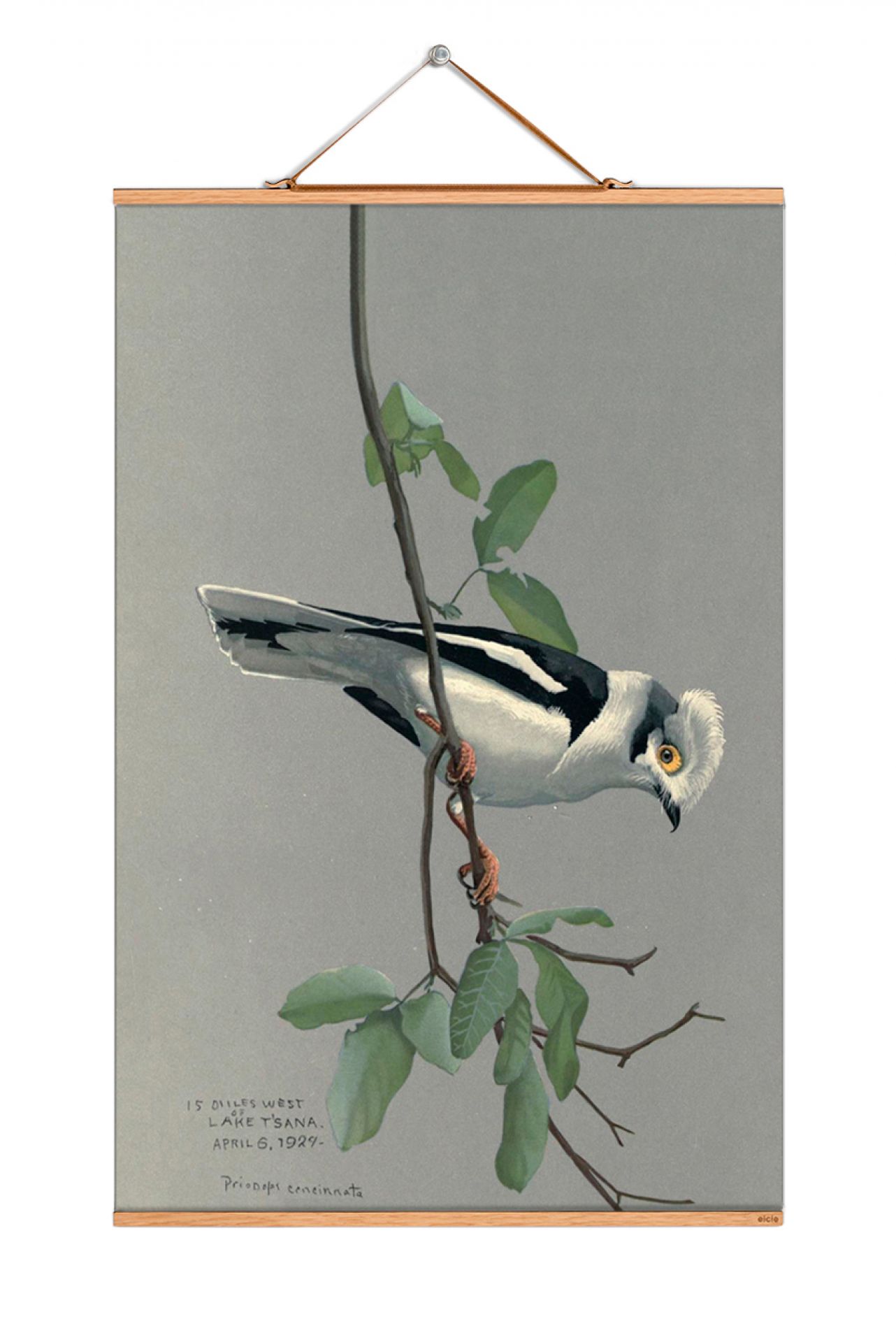 Louis Agassiz Fuertes Poster: Illustration eines grauen Vogels auf einem Ast mit grünen Blättern.