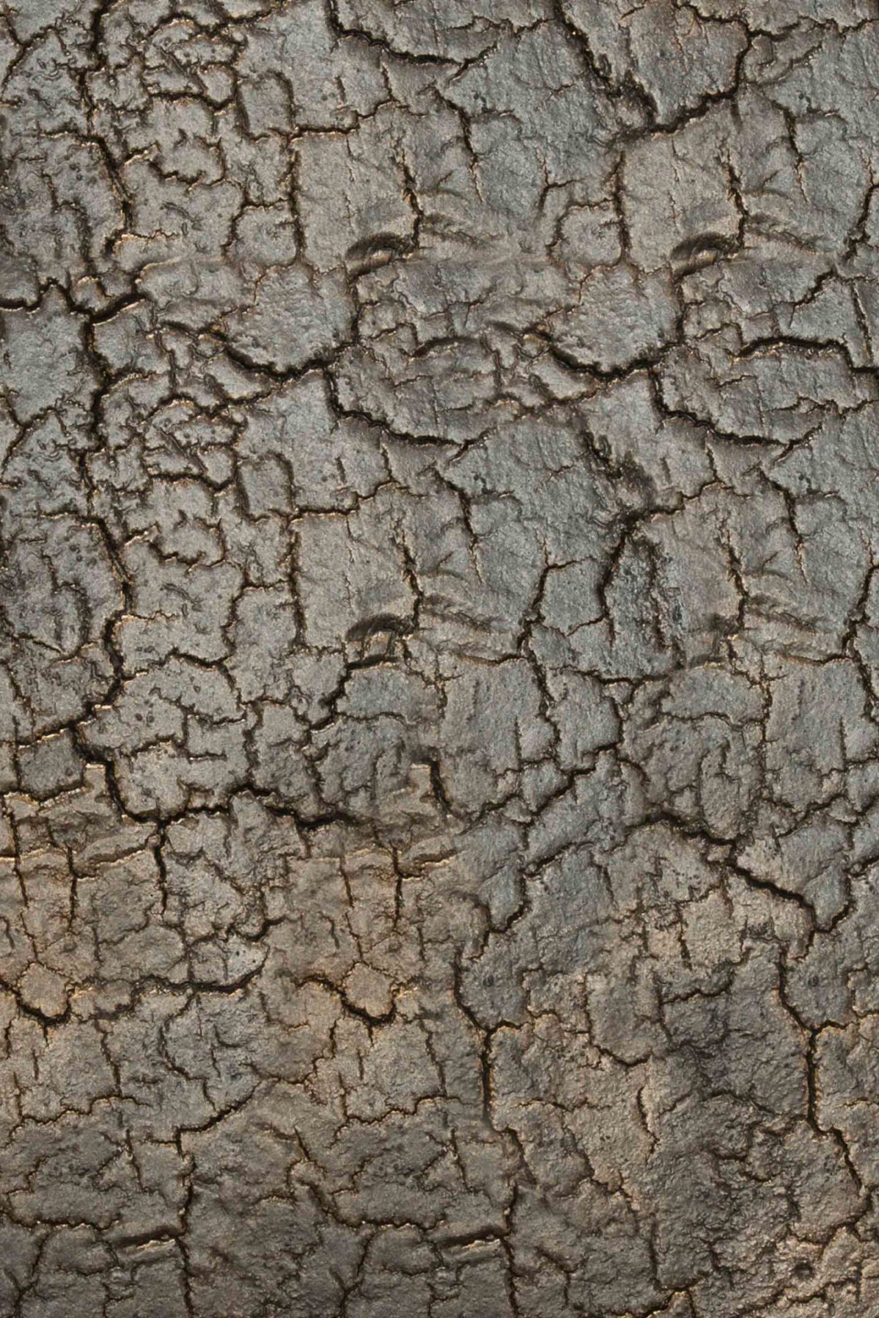 Pentagon Konsole Lava / Whisky Ethnicraft