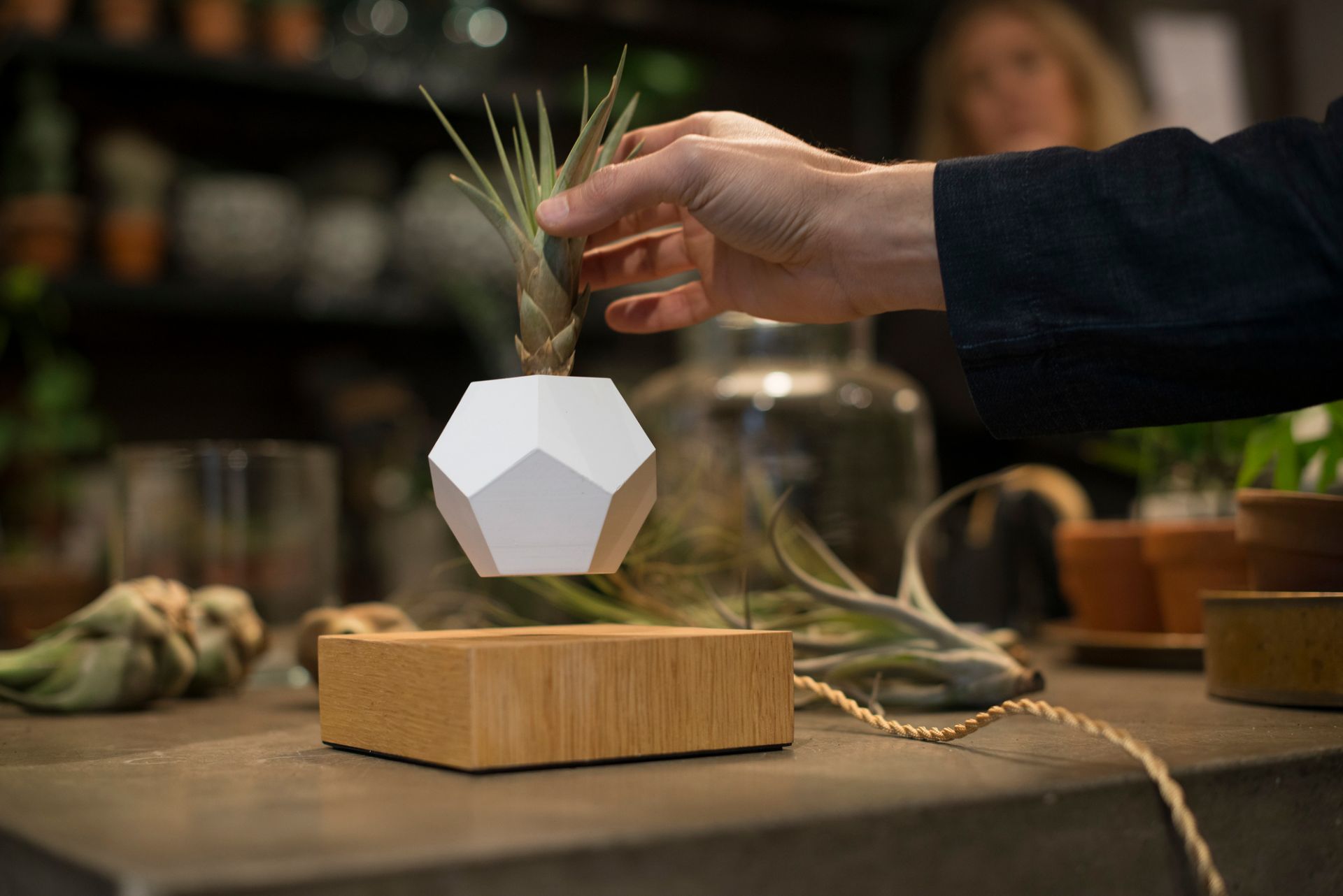 Lyfe schwebende Vase: Hand platziert Luftpflanze in weißer, schwebender Design-Vase über Holzsockel.