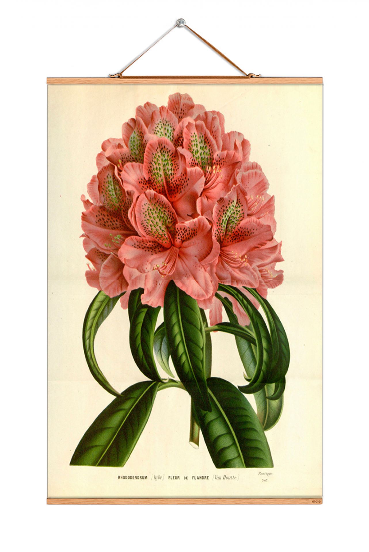 Flowers Poster No 206: Illustration einer rosa Rhododendronblüte mit grünen Blättern, botanischer Kunstdruck.