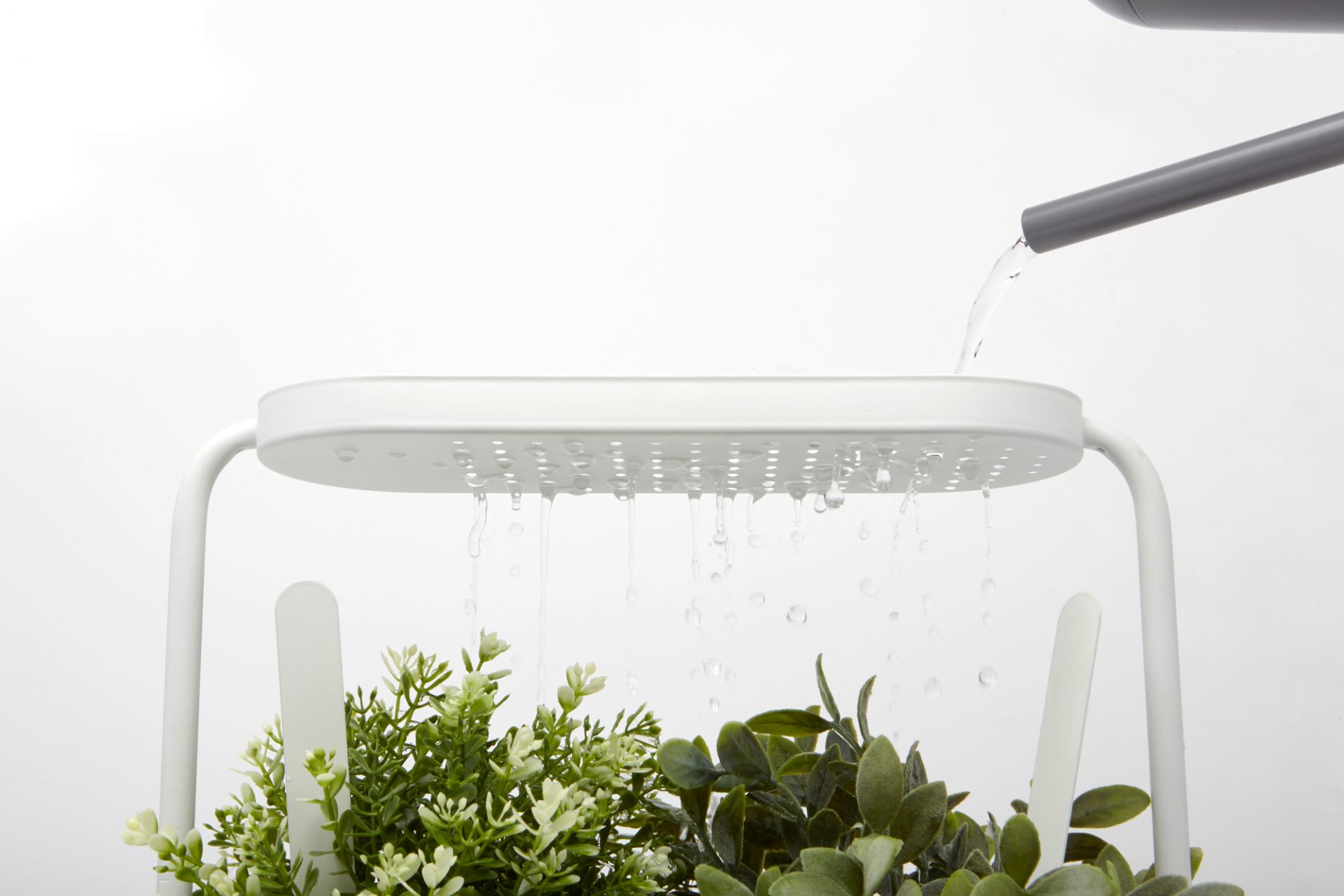 Giardino Planter: Bewässerung des Kräutertopfs mit Gießkanne, Zimmerkräuter im weißen Pflanzgefäß.