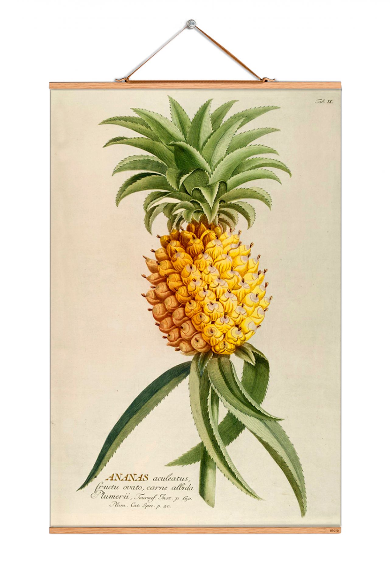 Fruits Poster: Detailreiche Illustration einer Ananas, botanischer Kunstdruck für Wanddekoration.
