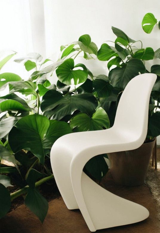 Beiger Panton Chair Kunststoffstuhl von Vitra, neue Höhe, vor grünen Pflanzen.