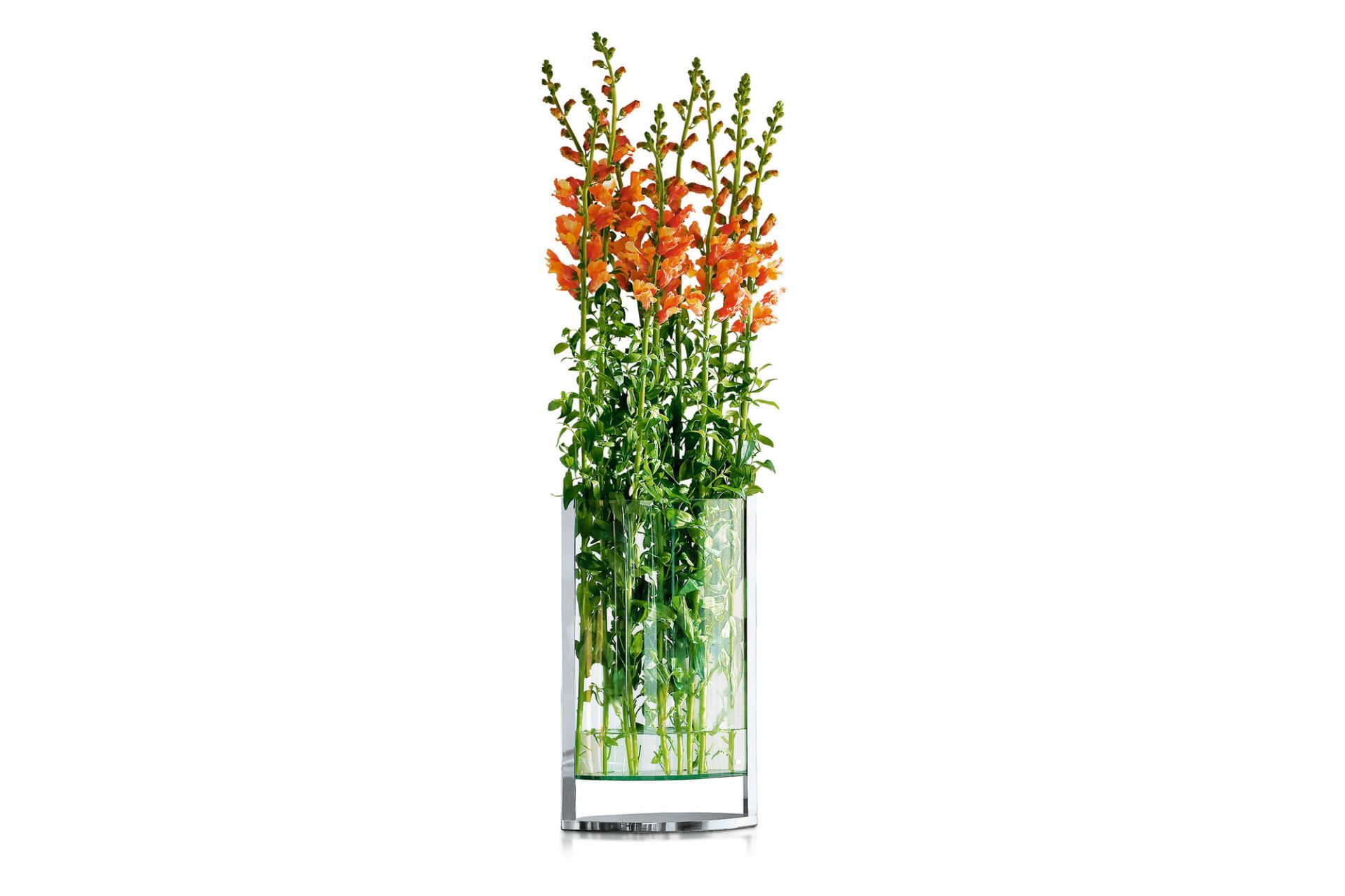 Decade Vase von Philippi mit orangefarbenen Löwenmäulchen auf weißem Hintergrund. Dekorative Blumenvase.