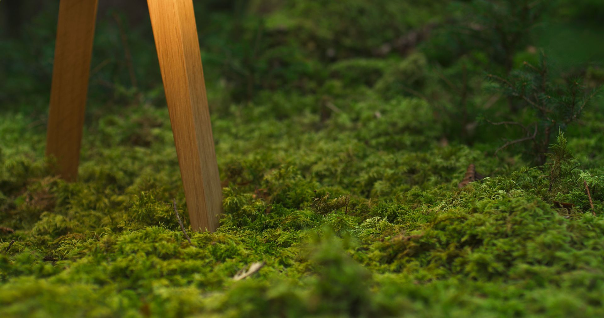 Detailaufnahme der Luca Stand Tischleuchte mit Eichenholzfuß auf Moos. Maigrau Design.