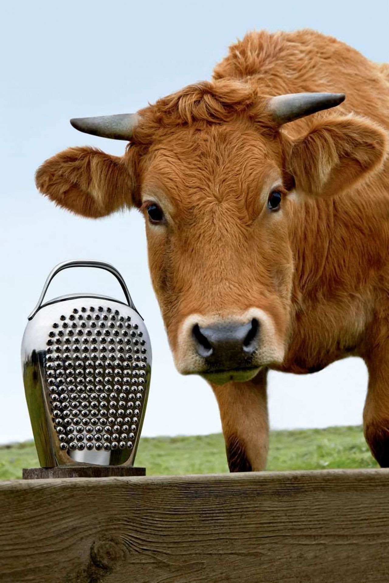 Alessi Käsereibe CHB02 "Cheese Please" neben einer neugierigen braunen Kuh auf einer Weide.