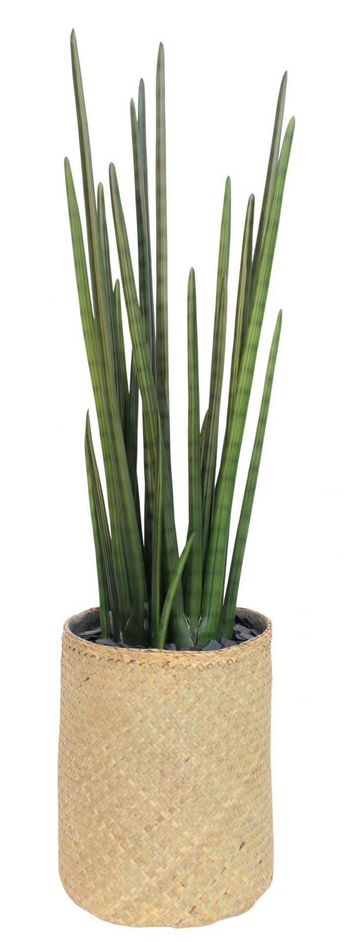 Nairobie Sansevieria Kunstpflanze Tanaman