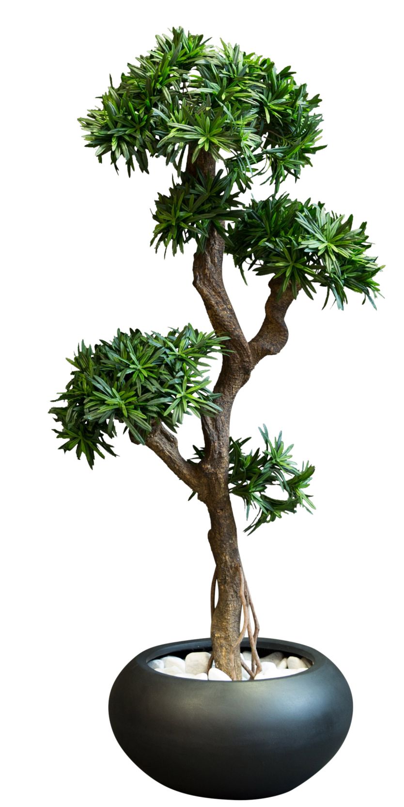 Kyoto Podocarpus (Bonsai) Kunstpflanze Tanaman  
