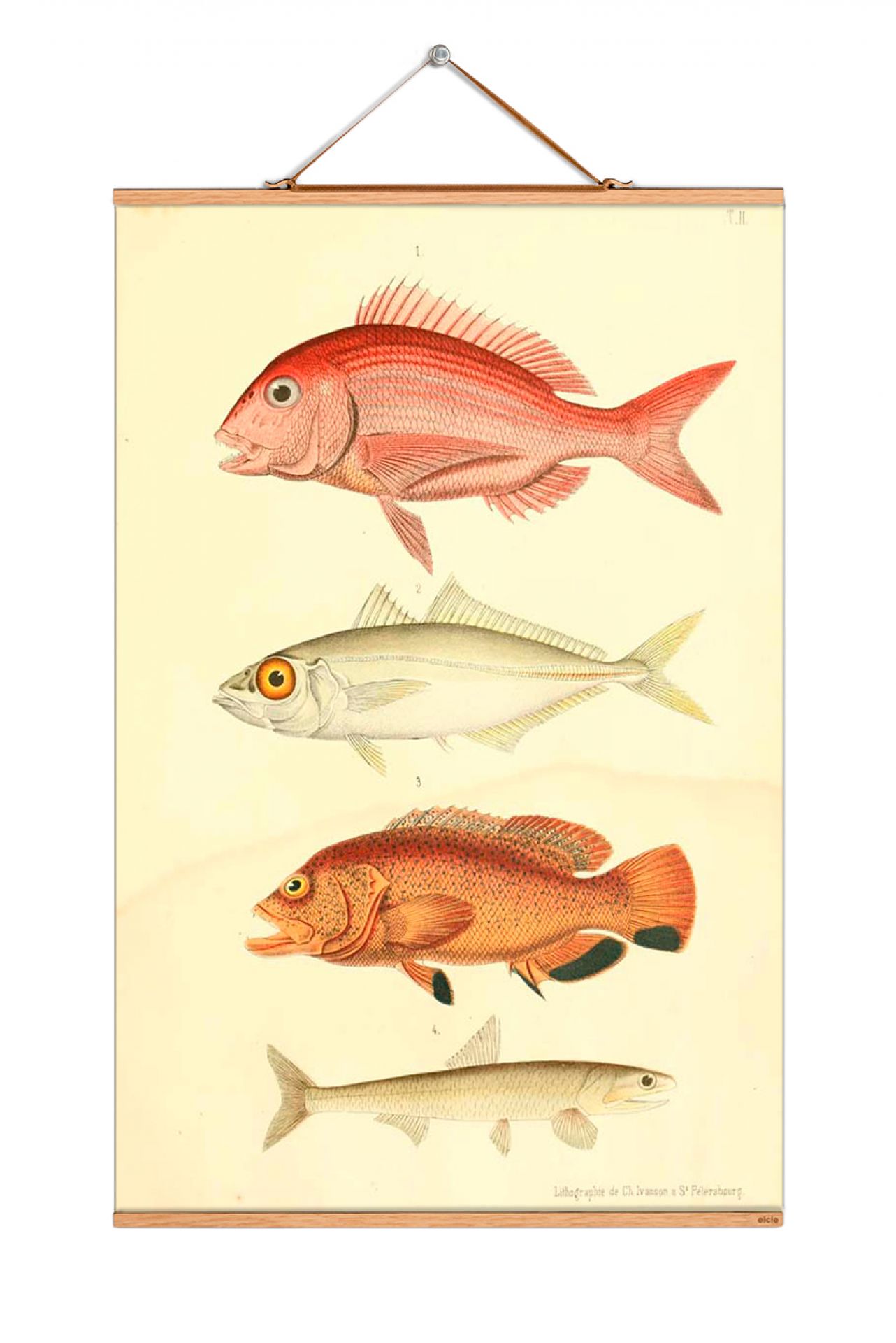Fish Poster No 66: Illustration verschiedener Fischarten auf einem Vintage-Poster für Wanddekoration.