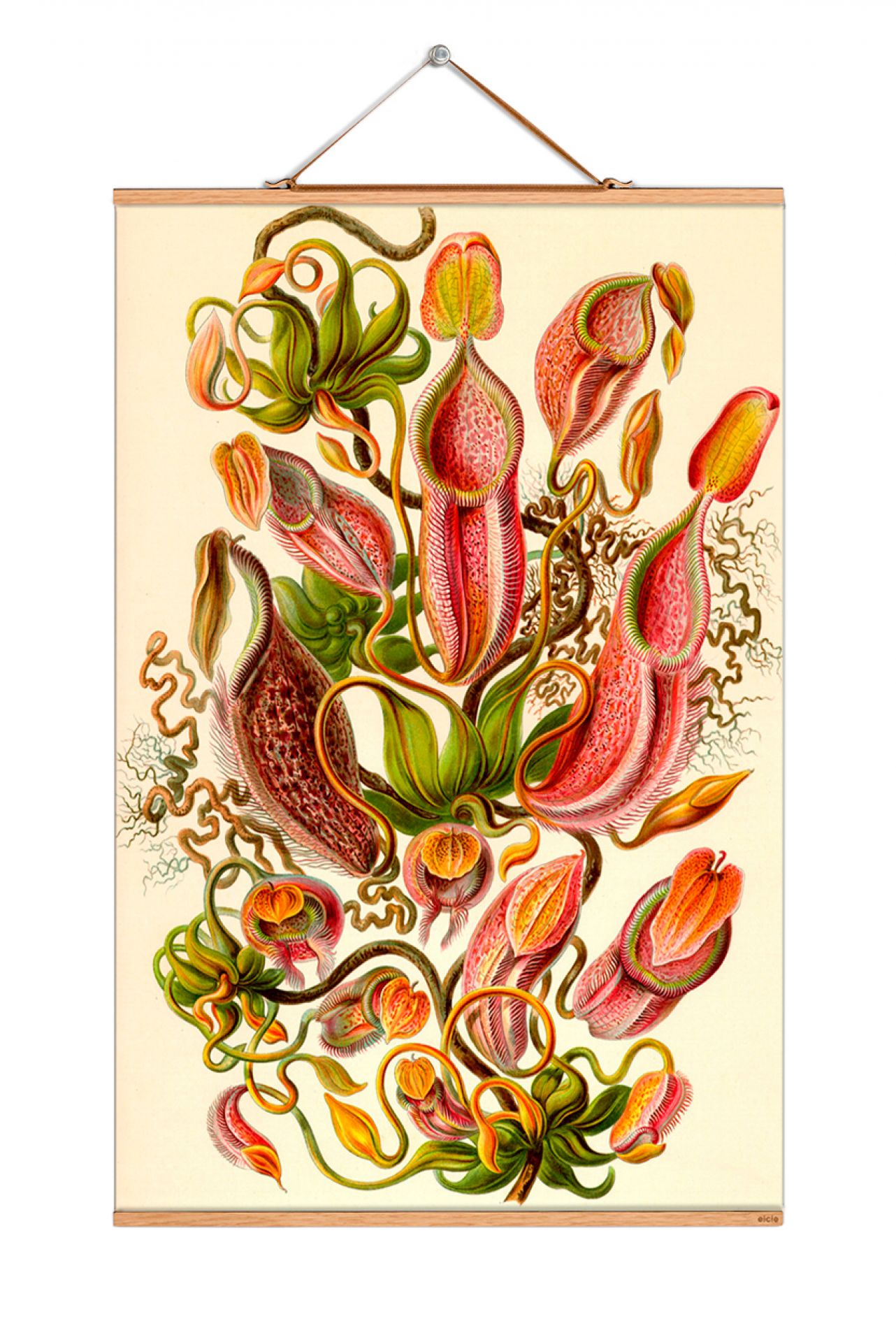 Poster mit Illustration von Kannenpflanzen nach Haeckel, botanische Wanddeko für Wohnzimmer und Büro.