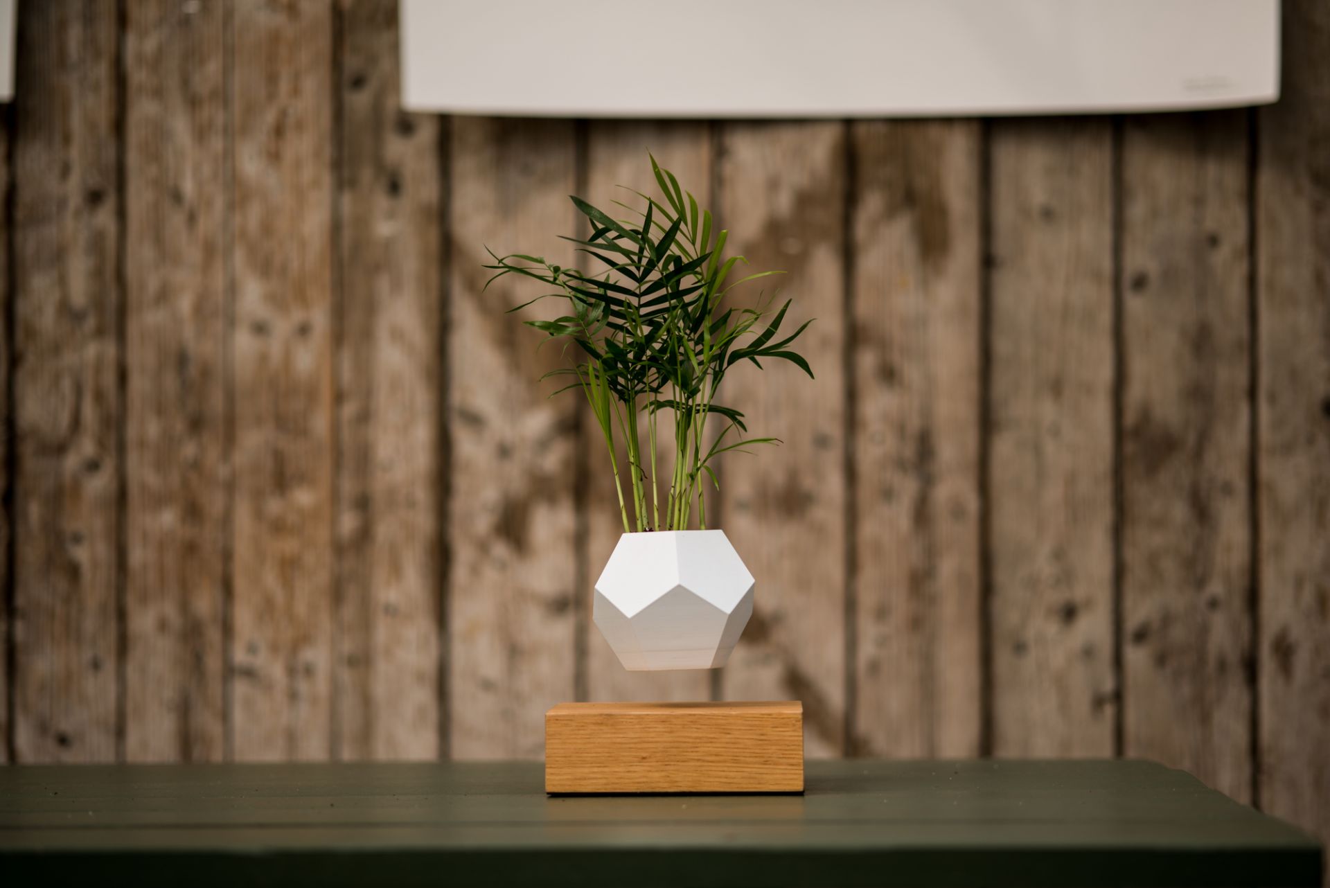 Lyfe schwebende Vase mit Pflanze schwebt über Holzsockel. Dekorative Zimmerpflanze für modernes Interieur.